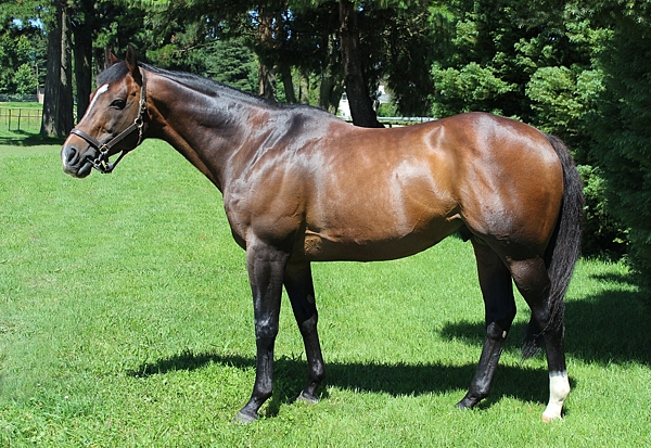 Just As Well at Spring Valley Stud, February 2014. Image: Candiese Marnewick