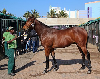 Lot 101 sold for R230 000 at the 2015 KZN Yearling Sale.