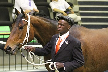 KZN National Two Year Old Sale Results