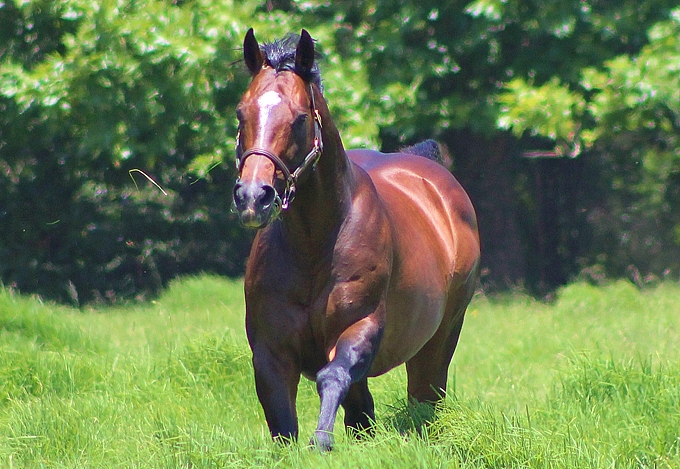 Just As Well pictured at Spring Valley Stud. Image: Candiese Marnewick