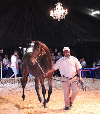 Suncoast KZN Yearling Sale: Final Results And KZN Yearling Sale Graduate News For Vodacom Durban July Day