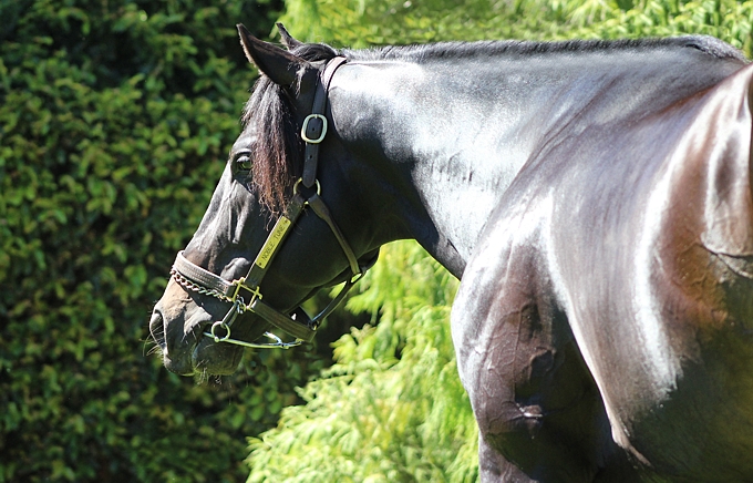 Noble Tune at Rathmor Stud. Image: Candiese Marnewick