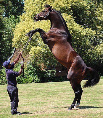 Miesque's Approval in March 2015. Photo: Candiese Marnewick