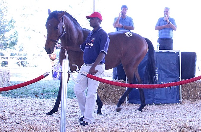 Lot 21, Promissory by Overlord sells for R32 000. Photo: Candiese Marnewick
