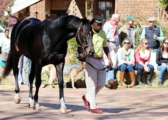 Noble Tune at the Rathmor Stallion day. Images: Candiese Marnewick.