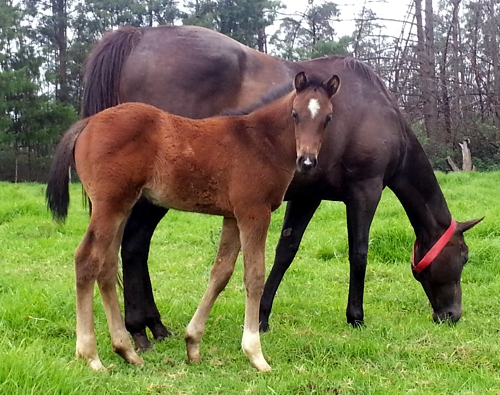 2013 colt by Strategic News out of Giants Jewel(AUS), by Giant's Causeway. Image: Michael McHardy