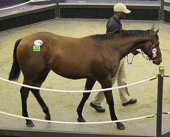 Landslide, a Kahal half-brother to Kalami from Middlefield Stud. Image: Candiese Marnewick.