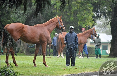 Ready-To-Run Sale horses leaving Summerhill Stud this week for Johannesburg. Image: Summerhill Stud
