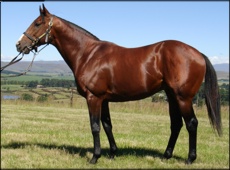A.P. Answer - Clifton Stud