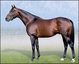 Badger's Drift, sire of Lord Badger. Image: Wood-Moore Manor Stud
