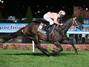 Black Caviar in her 24th win, 14 of them Gr 1. Image: bloodhorse.com