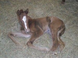 Byword's first foal out of Hurricane Queen. Image: Middlefield Stud