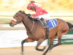 Cante Libre by Kahal winning the Banyana Listed Handicap. Image: sportingpost.co.za