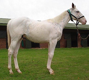 Rathmor's Gran Blanco scored 8.5 out of 10. This photo was taken in early November 2012. Image: Brad McHardy