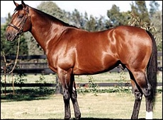 Danehill - dual hemisphere champion stallion