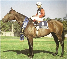 The great mare - 1984 Durban July winner - Devon Air