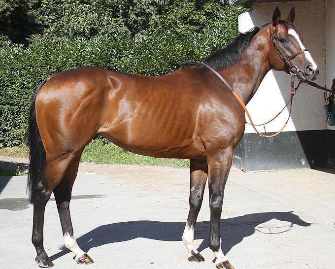 Eightfold Path, pictured here in training, stands at Scott Bros for the 2013 season. Image: Peter Gibson