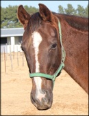 Fancy Fantasy - dam of Indiscreet Fantasy currently in foal to Fort Beluga
