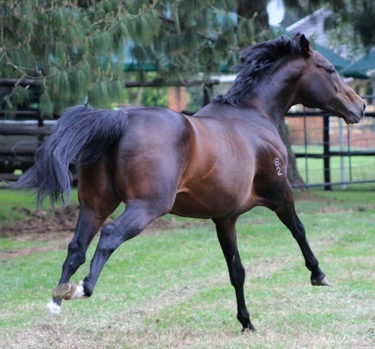 Tropical Empire at Yellow Star Stud, giving the visitors a show. Image: Candiese Marnewick