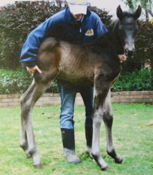 The Apache as a foal at Scott Bros. Image: Scott Bros