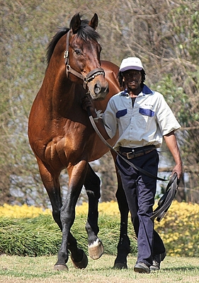 Kahal at Bush Hill Stud, represented by three horses nominated in the 2013 Vodacom Durban July including Gr 1 winner Love Struck. Image: Candiese Marnewick