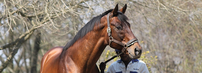 Kahal at Bush Hill Stud stallion day, 2012. Image: Candiese Marnewick