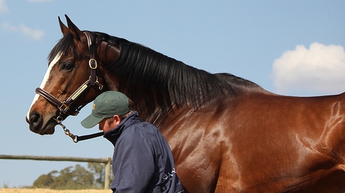 Death Of High Chapparal, Sire Of Golden Sword</i>