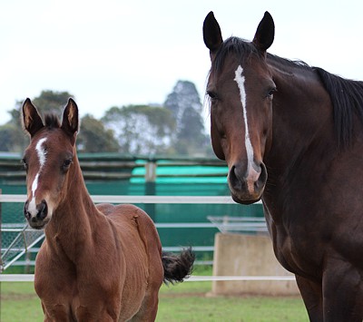 Var mare Wishful Eye with her beautiful Kahal colt. Image: Candiese Marnewick