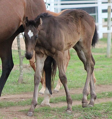 Await The Dawn filly. Image: Candiese Marnewick