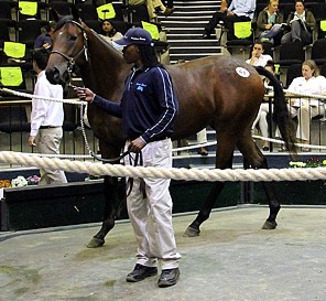 National Yearling Sale - First Day Results