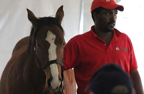 Top-priced weanling by Mogok out of a full-sister to Jet Master, sells for R135 000. Image: Candiese Marnewick