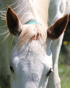 Rathmor's white Kahal colt, Gran Blanco, KZN Breeders Newsmaker Of The Year. Image: Candiese Marnewick
