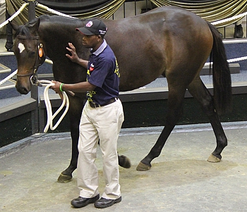Melson, KZN-bred top seller on the first day for R300 000. Image: Candiese Marnewick