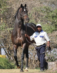 Toreador arriving for parade at Bush Hill Stud. Image: Candiese Marnewick