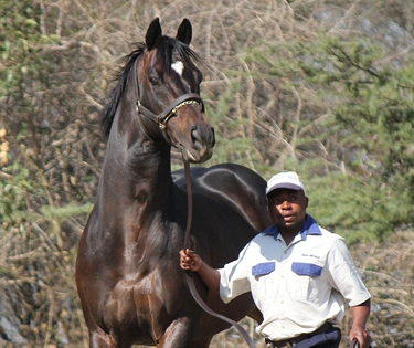 Toreador at the Bush Hill Stud stallion day 2013. Image: Candiese Marnewick