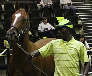 Judy Silvano selling for R500 000 at the recent National Yearling Sale. Image: Candiese Marnewick
