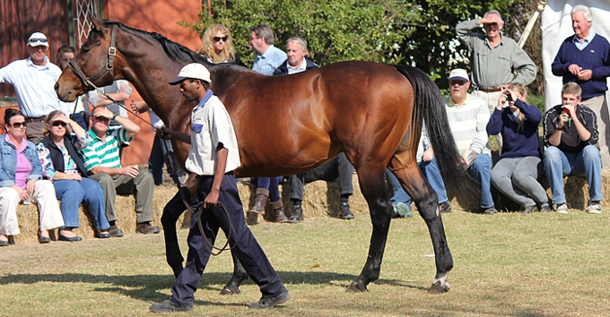 Kahal with admiring breeders at Bush Hill Stud stallion day 2013. Image: Candiese Marnewick