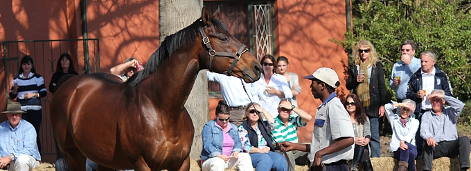 Kahal standing proudly at the Bush Hill Stud stallion day 2013. Image: Candiese Marnewick