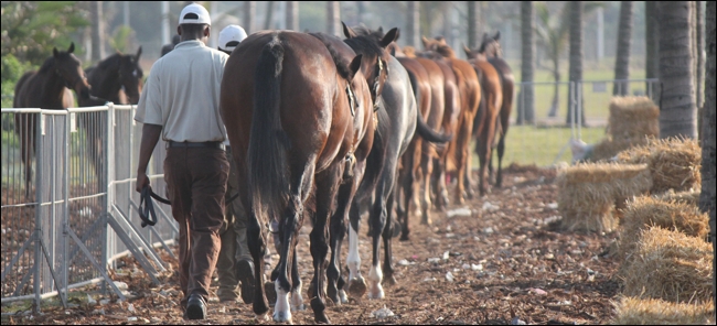 The Backworth Stud string at exercise yesterday morning at Suncoast. Image: Candiese Marnewick