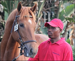 Lot 63, King's Journey from Somerset Stud at the 2012 Suncoast KZN Yearling Sale. Image: Candiese Marnewick