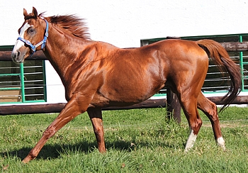 Byword shortly after arrival at Middlefield Stud, prior to the 2013 breeding season. Image: Candiese Marnewick