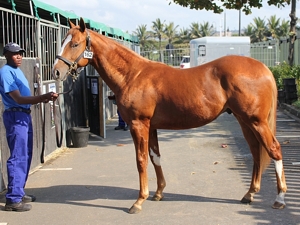 Jimmi Choo, bred by Hadlow Stud at the 2012 Suncoast KZN Yearling Sale. Image: Candiese Marnewick
