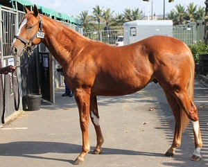 Jimmi Choo at the 2012 KZN Yearling Sale. Note the unsual markings on his front and hindlegs. Image: Candiese Marnewick