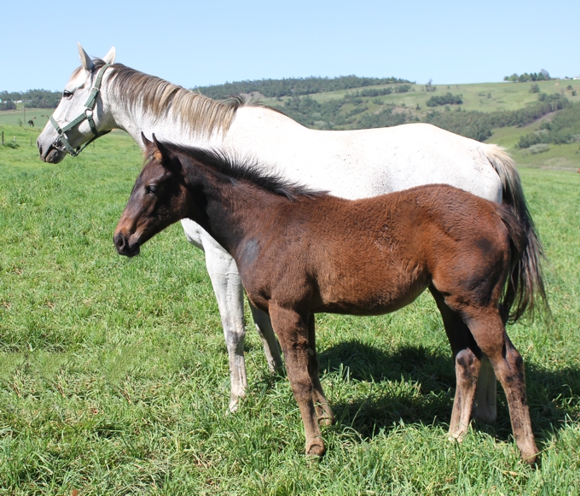 Apple Fair at Hadlow Stud with her 2012 Call To Combat filly. Image: Candiese Marnewick