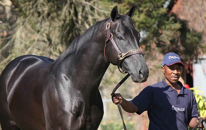Crusade(USA) arriving at his stallion day. Image: Candiese Marnewick