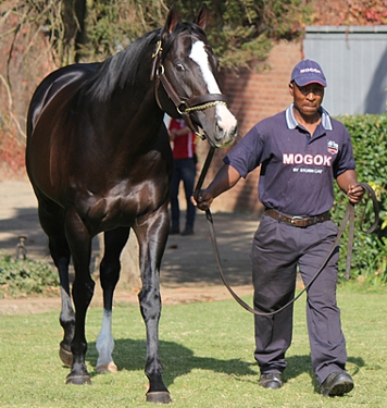 Mogok at the recent Scott Bros Stallion Day for Crusade. Image: Candiese Marnewick