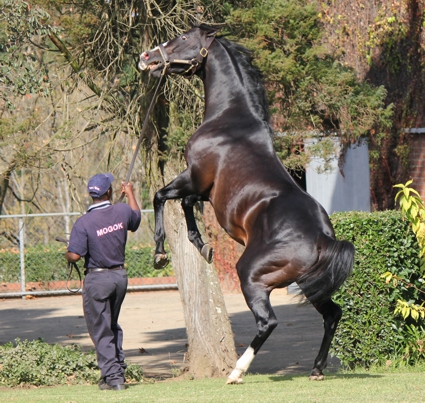 Mogok at the Scott Bros' stallion day in May 2013. Image: Candiese Marnewick