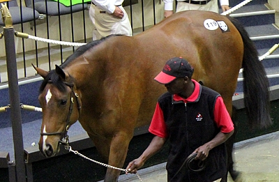 The aptly named Print The Pounds, sold for R25 000 at the National Two Year Old sale. Image: Candiese Marnewick