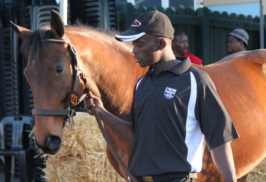 Sweet Harlem at the 2012 KZN Yearling Sale, before she entered the ring and was sold for R20 000, consigned by Midlands Thoroughbreds. Image: Candiese Marnewick