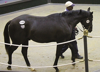 Lot 195 by Fort Beluga, Cedar Wood sells for R100 000 for Bush Hill Stud. Image: Candiese Marnewick